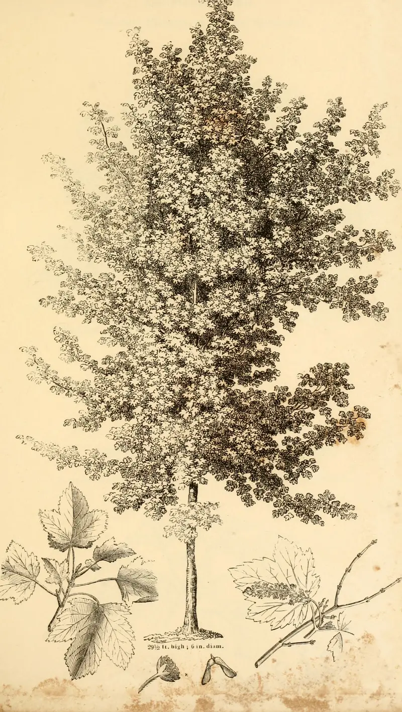 Engraving of a small tree in leaf with sprigs and fruit studies below