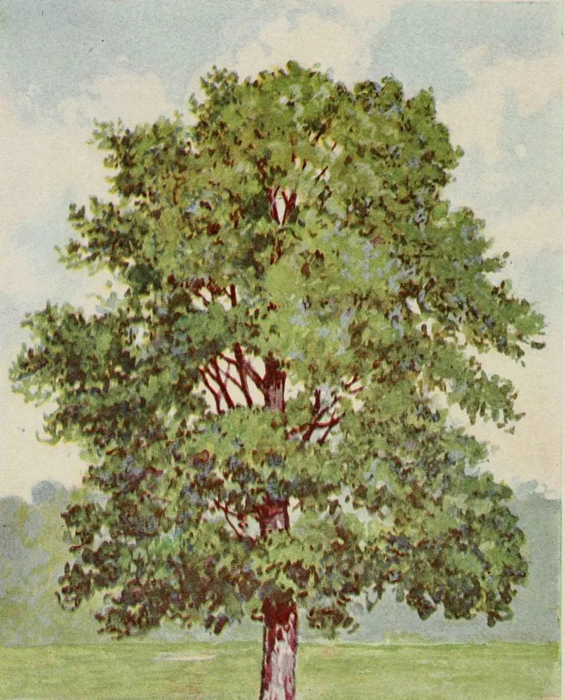 Coloured plate of a shagbark hickory tree standing in a field