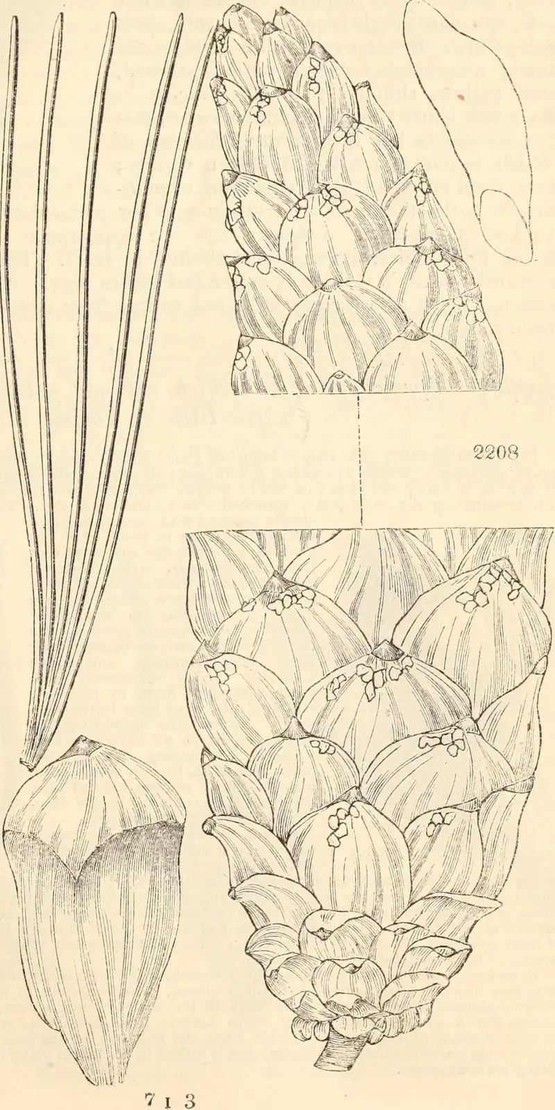 Engraving of long pine needles in a bundle and cone scales drawn at several scales