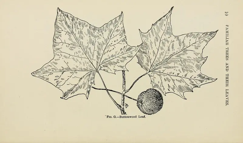 Pen drawing of two large lobed leaves of a buttonwood or sycamore with a round fruit ball