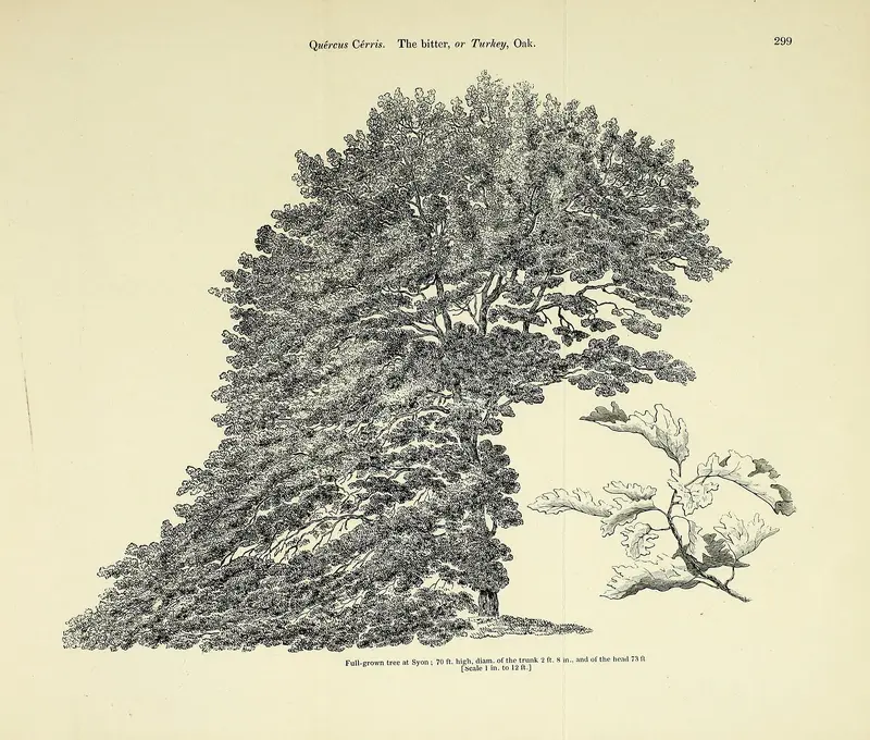 Engraving of a turkey oak in full leaf with a leaf spray