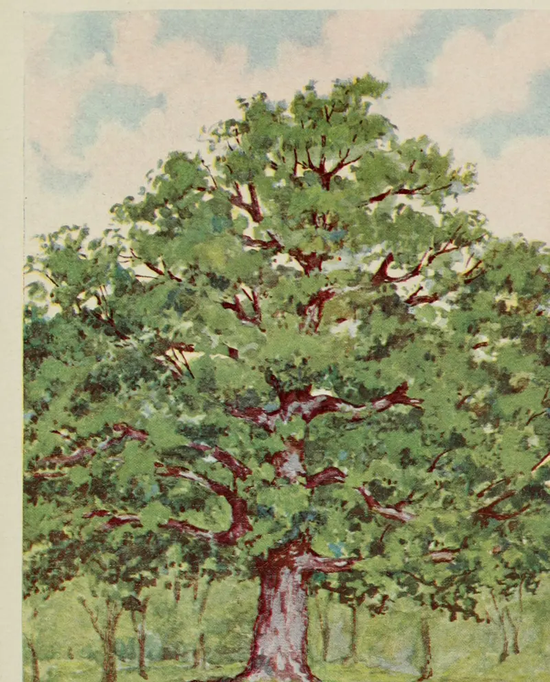 Coloured plate of a white oak standing alone in a meadow
